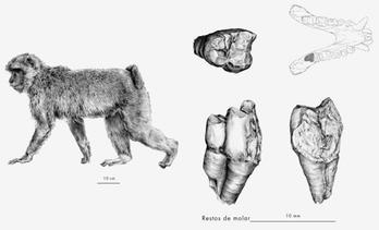 Reconstrucción (izq) y dibujo en distintas vistas del fragmento de tercer molar inferior derecho de macaco de Berbería (Macaca sylvanus) de Koskobilo. (UPV/EHU)